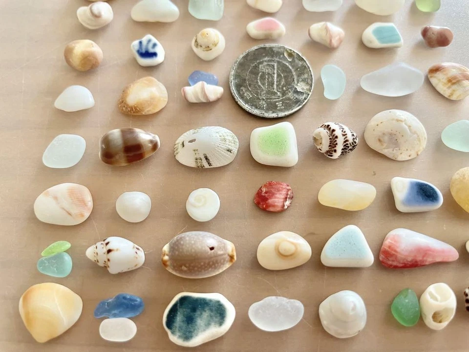 Natural seashells, colorful, tiny Natural Sea Shells From Japan - Image 3 of 4