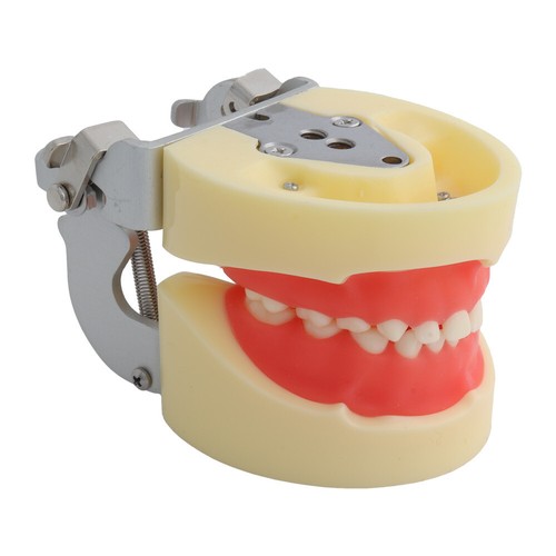24 Teeth Removable Replaceable Children Deciduous Tooth Preparation Teacth Model - Picture 1 of 12
