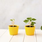  50 Pcs Gardening Insert Tags for Plants Markers Succulent Label Stakes