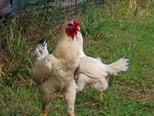 6 super rare pure white Indio gigante hatching eggs. The tallest chicken breed
