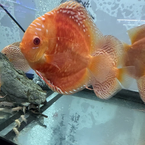 Albion leopard Discus  5 Inch Tropical Live Fish