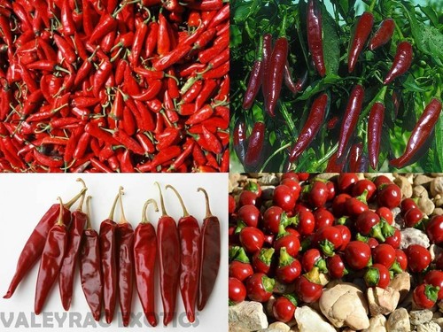 Hungarian Spice Paprika Sortiment - 4 varieties - 40+ seeds - BIG DEAL! V 138 - Picture 1 of 5
