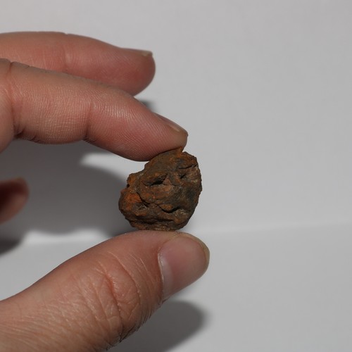 Meta Sequoia Pine Cone Fossil - Hell Creek Formation Cretaceous - Nice Specimen - Picture 2 of 9