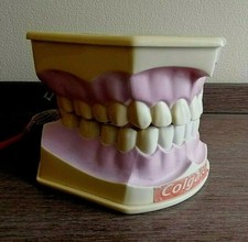 Tooth Colgate Education Dental Model Plastic Teach Demo Model with Toosebrush