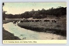 Postcard Minnesota Spring Valley MN Cumming Ranch Cattle Cow 1940s Unposted