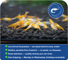 20 Orange Rili Neocaridina Shrimp FREE SHIPPING Live Guarantee USA Bred