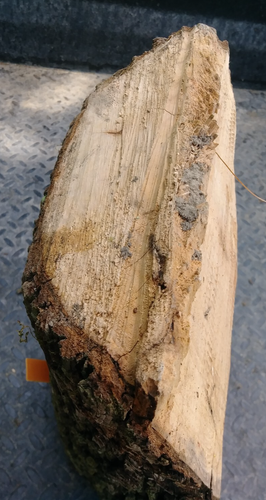 17" Birnenholz Stab Baumstamm Brocken Schnitzen Natur Handwerk Live Edge Grün 4~7x9"D - Bild 5 von 13