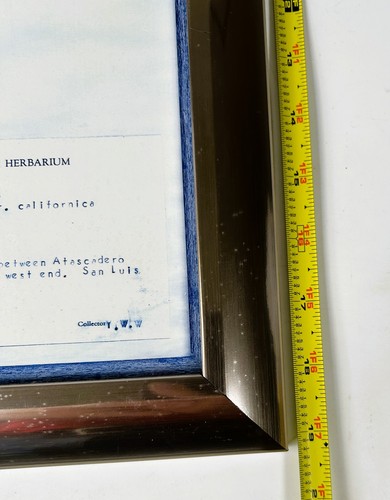 Emery Whilton Herbarium botanische gepresste Pflanzen Drucke 8er Set 1930er BESCHREIBUNG LESEN - Bild 20 von 23