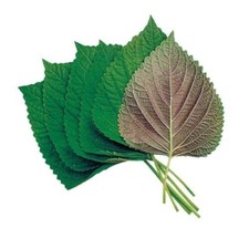 Korean Vegetable Seeds, Perilla Leaf Seeds 100+  *???* Perilla Seeds