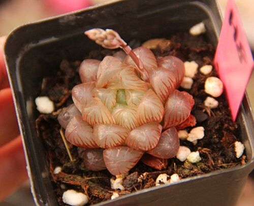 Hermosa planta suculenta 4 cm Haworthia Cooperi Baker Red Obtusa Variegata - Imagen 2 de 12