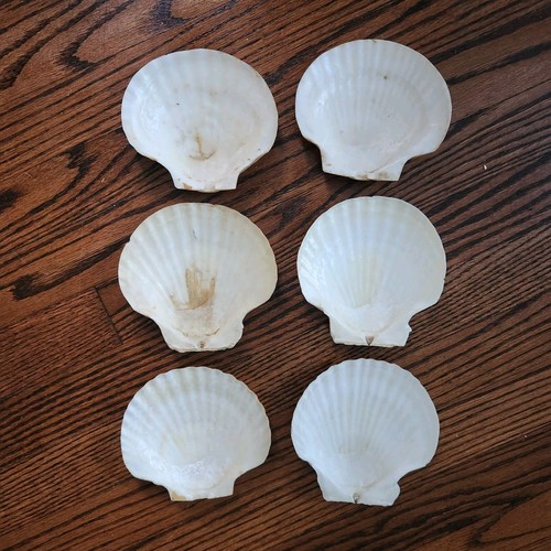 *6* Scallop Shell Serving Dishes Appetizer Decoration Real Sea Shells 5 x 5"  - Picture 6 of 6