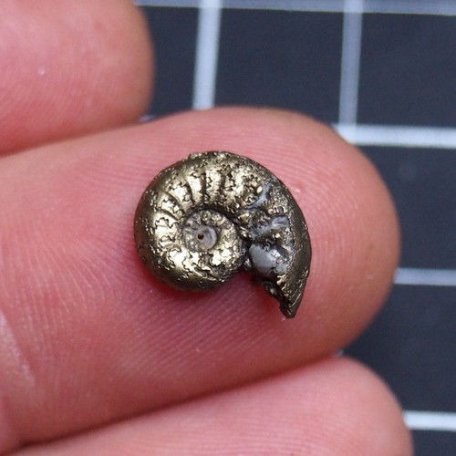 14mm Pleuroceras AMMONITE Germania fossili lotto mollusco 1702 - Foto 4 di 11