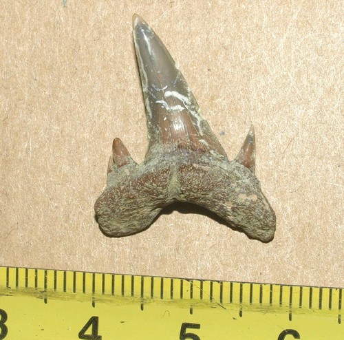 Campanian age shark tooth Scapanorhynchus perssoni. Saratov region, Russia - Picture 3 of 12