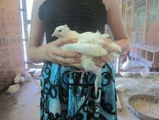 55 + Jumbo WhiteX Texas A&M Coturnix Quail Hatching Eggs