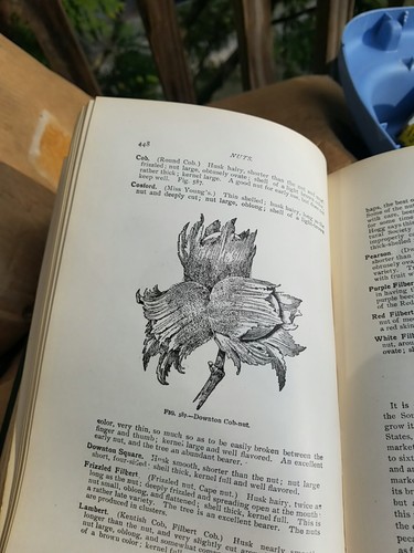 ANTIKES BUCH 1903 DER AMERIKANISCHE FRUCHTKULTURIST 21. AUSGABE JOHN J. THOMAS - Bild 22 von 24
