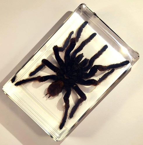 Große 5,3" Tarantelspinne in klarem Plexiglasharz Wissenschaft Bildung Exemplar - Bild 5 von 7