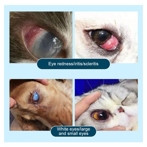 Haustier Augengesundheit Salbe für Hunde, Katzen, Rinder, Schafe, Pferde, Vögel & Welpen HEISS - Bild 6 von 12