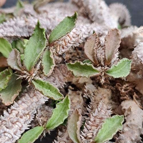 Euphorbia decaryi (Madagaskar) Caudex caudiciform PFLANZE ebay-Y035 - Bild 23 von 24