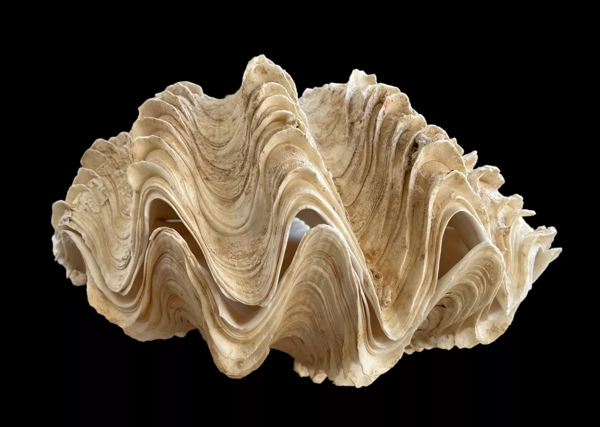 Tridacna Gigas Giant Clam Shell Matching Pair Ruffled Surface 12