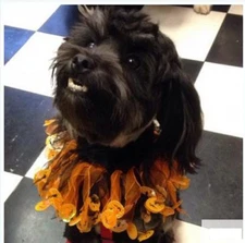 Halloween Costume Dog/Cat Pumpkin Collar Smoochers Pumpkin -All Sizes!