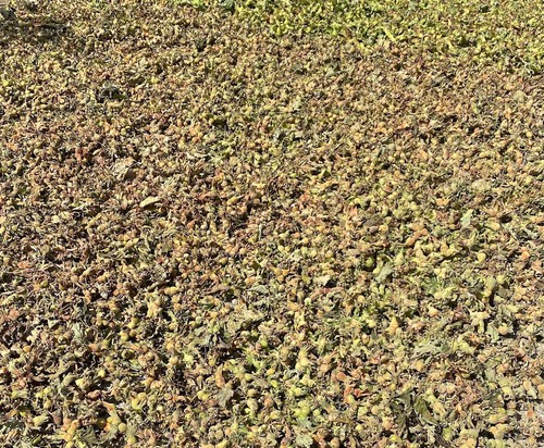 400g BIO Haselnüsse mit Schale aus der Türkei - Bild 4 von 7