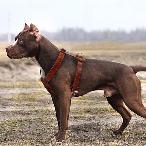 Imbracatura e guinzaglio per cani in vera pelle resistente per cani di grossa taglia Pitbull Bulldog - Foto 5 di 15