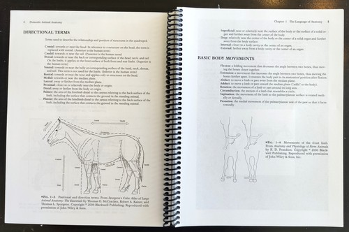 Domestic Animal Anatomy - Picture 6 of 6