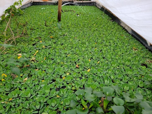 150 WATER LETTUCE 50 Water hyacinth