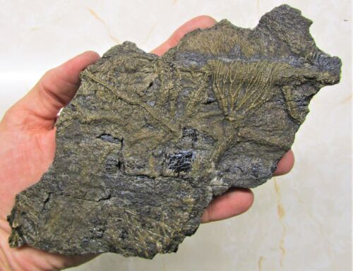 Rare big complete crinoid on driftwood fossil 200 mm Jurassic Coast Fossils rock - Picture 4 of 10
