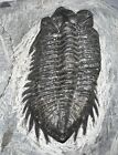 Rare Moroccan Pre Dinosaur Fossil Trilobite Coltraneia 1.85 inches!