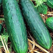 Spacemaster 80 Cucumber Seeds | NON-GMO Cucumber Seeds | Heirloom Fresh Seeds