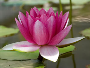 Attraction water lily lilies lillies aquatic plants koi pond plants
