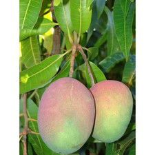 Mango Tree-Live Fruit Tree in a 3 Gal. Pot-Mangifera Indica 'Jahangar'-Tropical