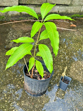 Mango Tree 22" - 24" seedling  no pot no chemicals