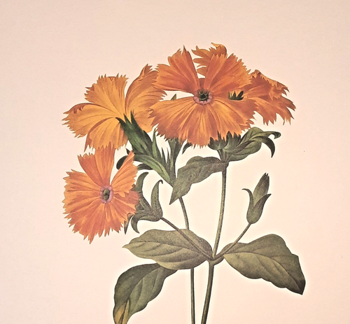 Pierre Joseph Redoute Botanical Flower LYCHNIS GRANDYFLORA Print Book Plate 75 - Bild 1 von 2