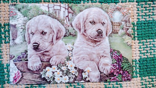 POSTAL DE COLECCIÓN NORTH SHORE ANIMAL LIGA (PERROS ABANDONADOS) - Imagen 12 de 12