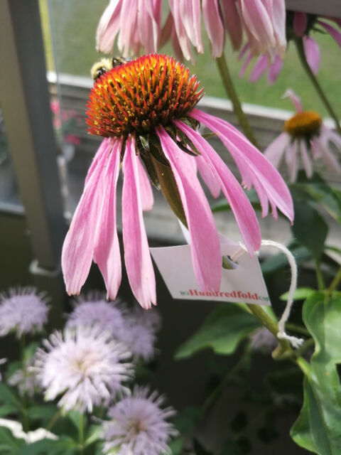 purple coneflower plants for sale purple coneflower plants for sale