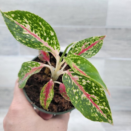 Aglaonema Firework, Chinese Evergreen, Lush Foliage, Air-purifying in 4 " pot - Picture 8 of 21