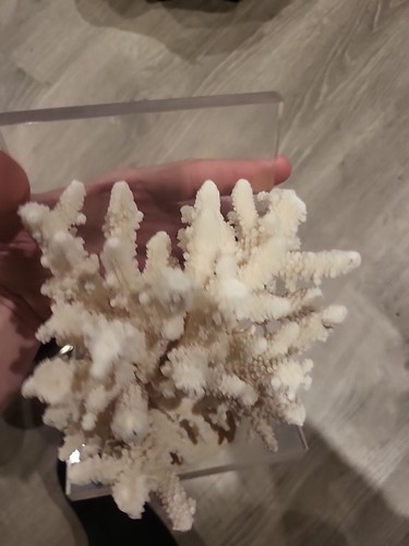 Real Sea Coral Bookend Modern Vintage Design High End Classic Decor - Picture 3 of 6
