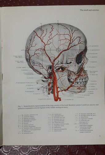 Atlas of Topographical and Applied Human Anatomy by Eduard Pernkopf 1980 - 第 7/9 張圖片