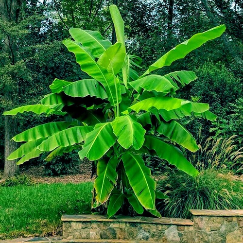 10 "DWARF" Cavendish BANANA Tree Seeds Musa acuminata Hardy Tropical Fruit Plant - Picture 5 of 19