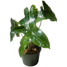 Philodendron Burle Marx Plant in 6 In. Grower Pot