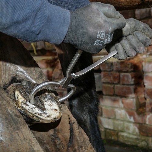Farriers Tools 14" ROUND Hoof Testers Farrier Tool High Quality Horse Blacksmith - Picture 4 of 6