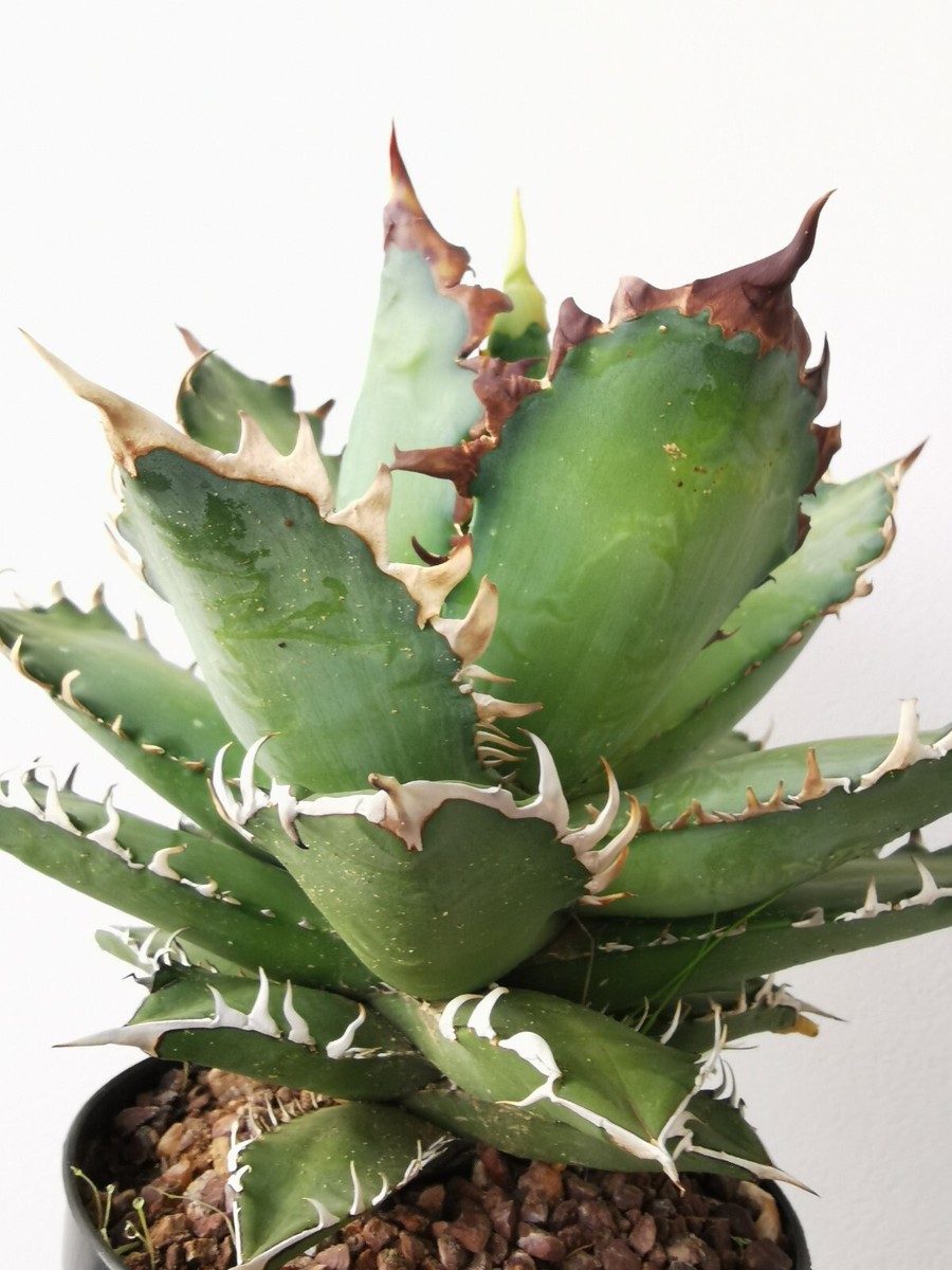 Agave Titanota, exceptional 24cm Agave Oteroi, Red Catweazle Agave