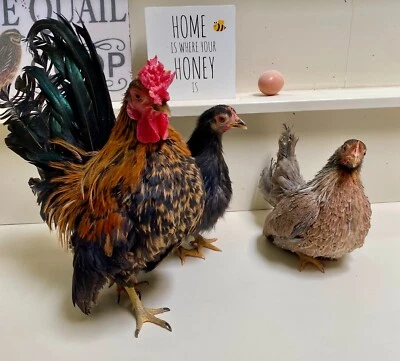 6+ Serama Bantam Mix Hatching Eggs-Micro, A-C Sizes-UPS 2 Day Shipping