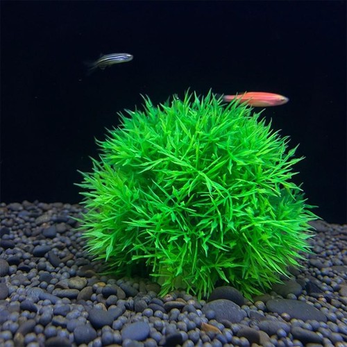 Aquatic  Marimo for Fish  Aquarium Decoration Beautiful Appearance - Bild 2 von 7