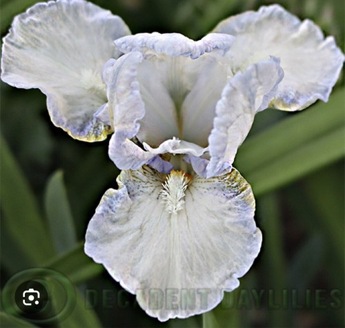 Dwarf Iris: Parripaduka: $60 For 3 Rhizome : Free Postage - Picture 2 of 3