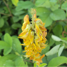 Crotalaria pallida, Smooth Rattlebox, Rattlepod See ds 2025 Fresh Harvest