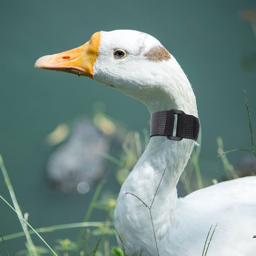 4 Piezas Collar Pollo Collares Gallo Cuervo Aves - Imagen 11 de 12