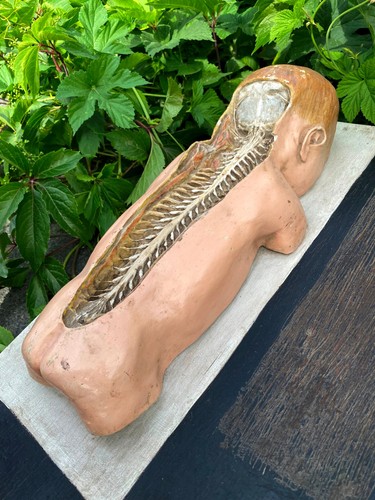 Old Antique Educational Visual Aid Soviet Realism Era Human Body Model Spine - Picture 22 of 22